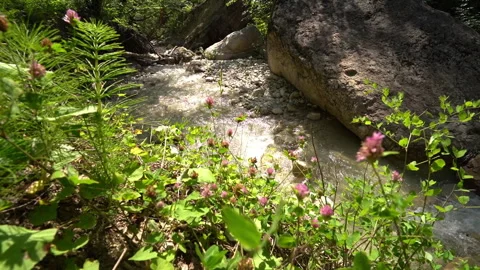 Smooth Pan Toward a Calm Mountain River Video stock 312758942