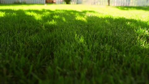 Smooth panning of the camera over green grass on a sunny summer day Stock Footage 285819969