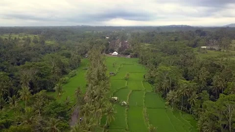 Smooth panorama overview aerial view flight drone bali ricefield indonesia Stock Footage 228939175