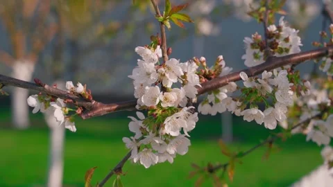 Smooth parallax around a blooming cherry branch, close-up Stock-Footage 309544147