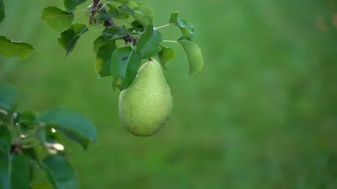 Smooth parallax around a pear on a tree after rain. Juicy green pear in water Stock Footage 229947126