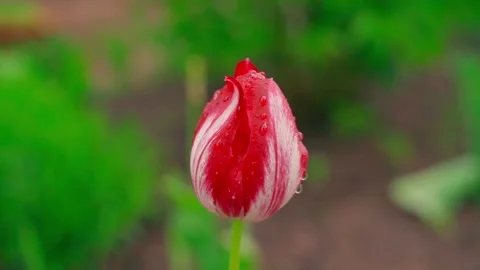 Smooth parallax camera shot around a red tulip in water droplets after rain Stock Footage 311844995