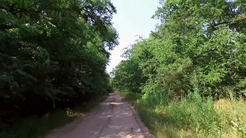 Smooth passage of the camera on a dirt road between the green trees. 库存影片 72535725