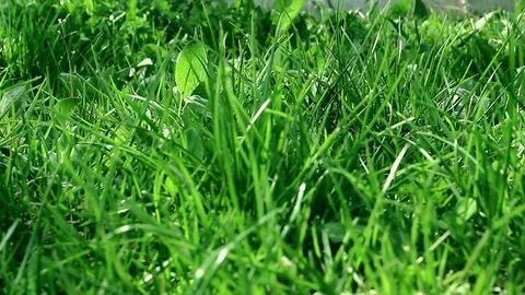 Smooth passage of the camera over the grass, blowing light wind Stock Footage 107100980