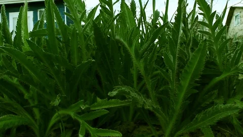 Smooth passage of the camera over the grass, blowing light wind Stock Footage 107101251