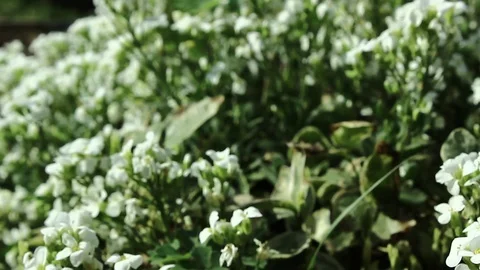 Smooth passage of the camera over the white flowers flying bee Stock Footage 107100559