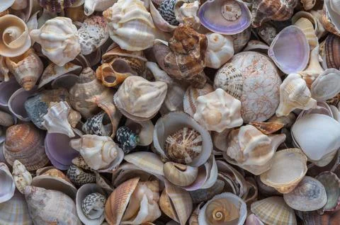 Smooth pebbles with Mediterranean seashells Stock Photos