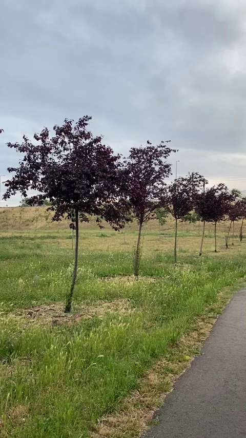 Smooth rightward pan over park with young red-leaf trees, paved path, cloudy sky Stock Footage 339480156
