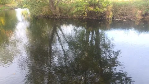 Smooth River Surface Creating A Perfect Mirror Of The Forest Stock Footage 348029241