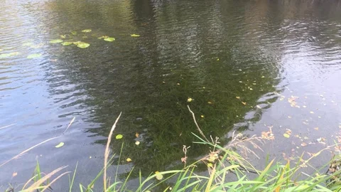 Smooth River Water Reflecting Trees With Scattered Floating Lily Pads Stock Footage 348034009