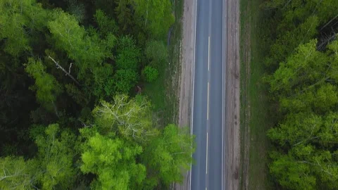 Smooth road track on both sides of the forest. Vidéo 130878096