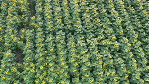 Smooth rows of elite flowering yellow sunflower in a farmer's field Stock Footage 157399644