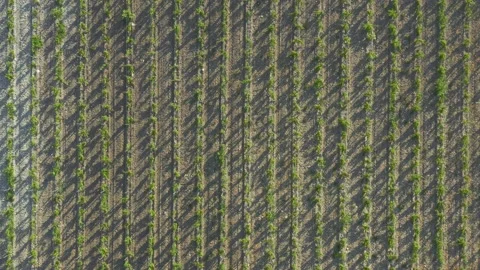 Smooth rows of green grape bushes. Top-down view. Aerial video shooting Vidéo 157525711