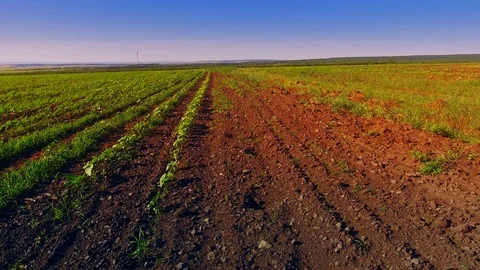 Smooth rows of plants in the field Stock Footage 109277726