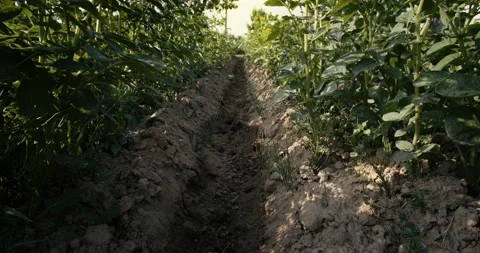 Smooth rows of potatoes. Potatoes on a personal plot. The aerial part of the Vídeos de archivo 157779330