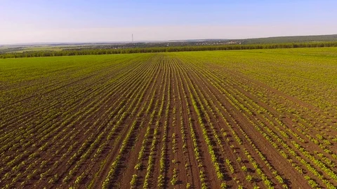Smooth rows of sunflower in the field Stock Footage 109271482