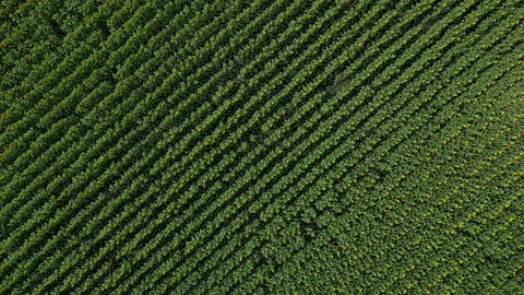 Smooth rows with sunflowers planted in a large field. Stock Footage 157346906