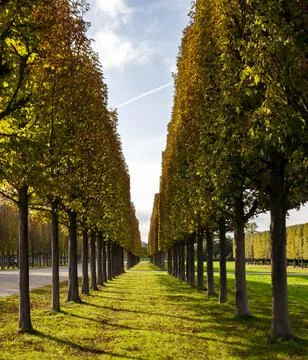 Smooth rows of trimmed crowns of deciduous trees in the alley. Stock Photos