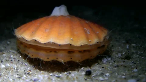 Smooth scallop (Flexopecten glaber). Stock Footage 143799602