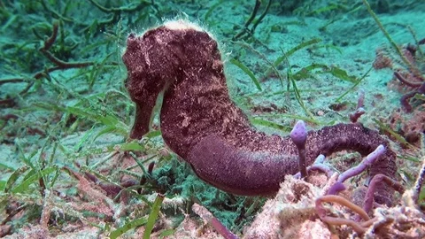 Smooth seahorse Stock Footage 123513430