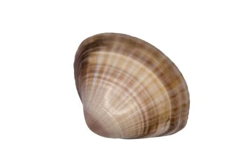 A smooth shell on a white background Stock Photos