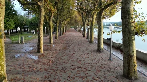 A smooth shot down a tree lined path (drone) Stock Footage 220555954