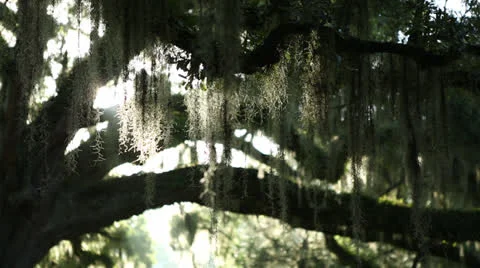 Smooth Shot Of Hanging Tree Stock Footage 26850058