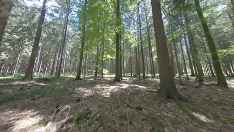 Smooth shot through a forest road in sunlight lighting the trees Stock Footage 152514100