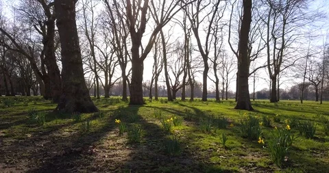 Smooth shot through a green forest in a park Stock Footage 87514810