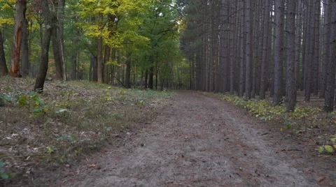 Smooth shot walking down a wooded trail in Autumn Stock Footage 55685947
