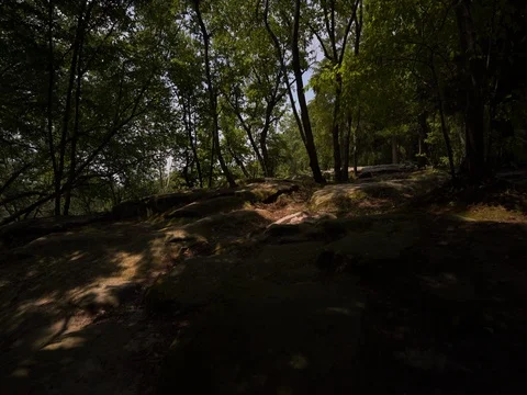 Smooth shot walking through sunlit forest Video stock 82721077