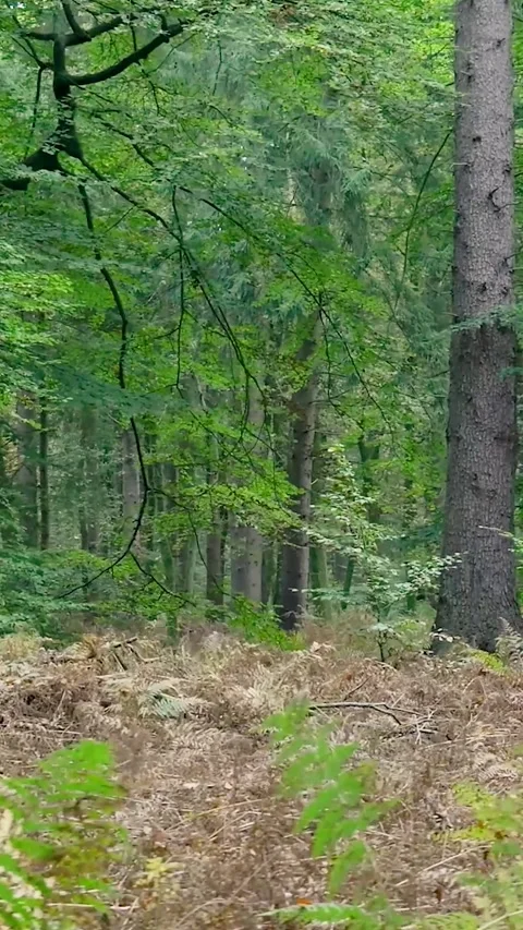 Smooth sideways tracking shot in green forest Stock-Footage 327108985