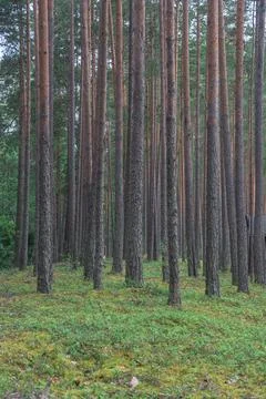Smooth, slender pine trunks in the summer forest Stock Photos