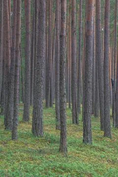 Smooth, slender pine trunks in the summer forest Stock Photos