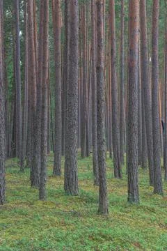 Smooth, slender pine trunks in the summer forest Stock Photos