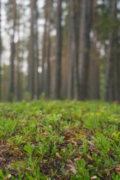 Smooth, slender pine trunks in the summer forest Stock Photos