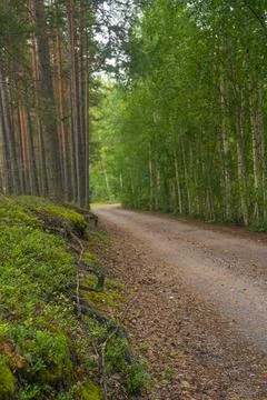 Smooth, slender pine trunks in the summer forest Stock Photos