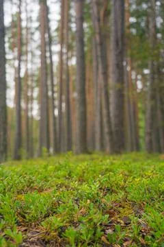 Smooth, slender pine trunks in the summer forest Stock Photos