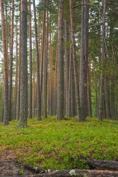 Smooth, slender pine trunks in the summer forest Stock Photos