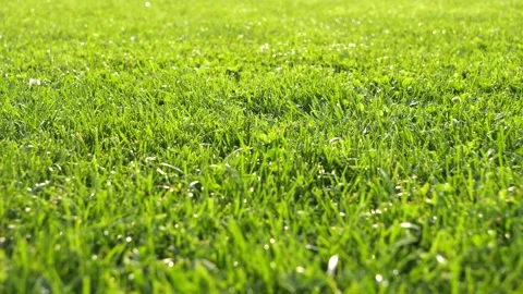 A smooth slide over the grass. Stock Footage 303263419