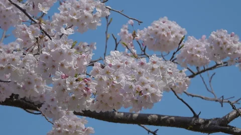 Smooth slide view of cherry blossoms Stock Footage 49504544