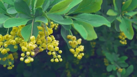 Smooth slide on a young barberry with yellow flowers Stock Footage 243393909