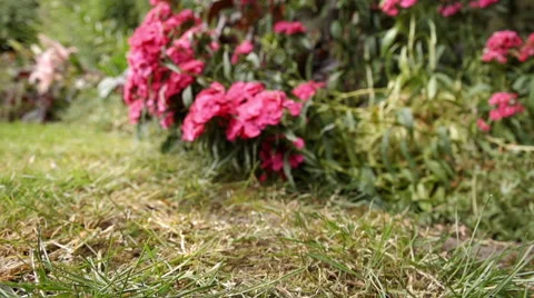 Smooth slider shot of the camera moving towards a flowerbed Video stock 60235293