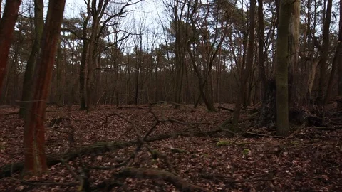 Smooth sliding camera shot in an old sick forest after the storm Video stock 123978921