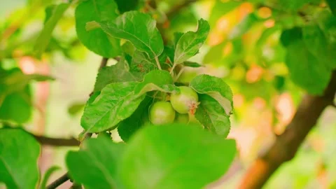 Smooth slow camera parallax around green unripe apples hanging on a tree close Stock Footage 202320228