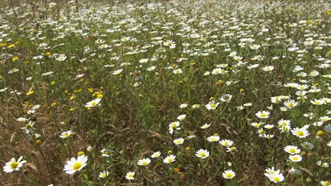 Smooth slow forward motion among tall chamomile wildflowers in summer Stock Footage 132007216