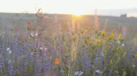 Smooth slow mo tracking shot of blossoming wild lavender field Stock Footage 64017245