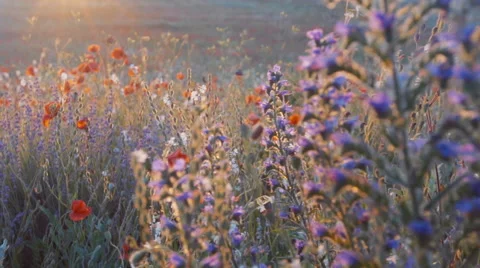 Smooth slow mo tracking shot of blossoming lavender and poppy field Stock-Footage 64017252
