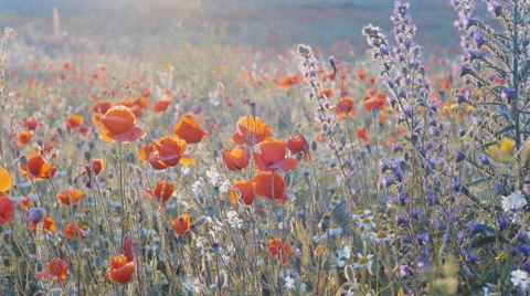 Smooth slow mo tracking shot of blossoming wild herbs field Stock Footage 64017396