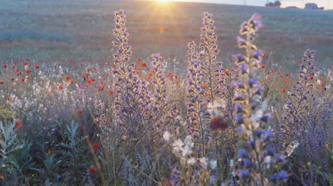 Smooth slow mo tracking shot of blossoming wild lavender field Видео 64017865